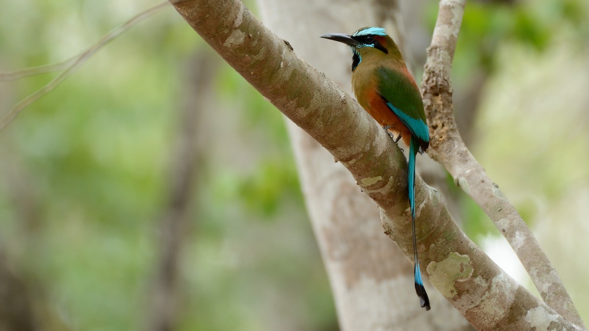 Turquoise-browed Motmot - ML163690201