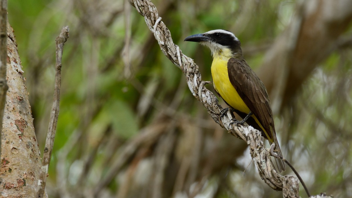 Boat-billed Flycatcher - ML163690281