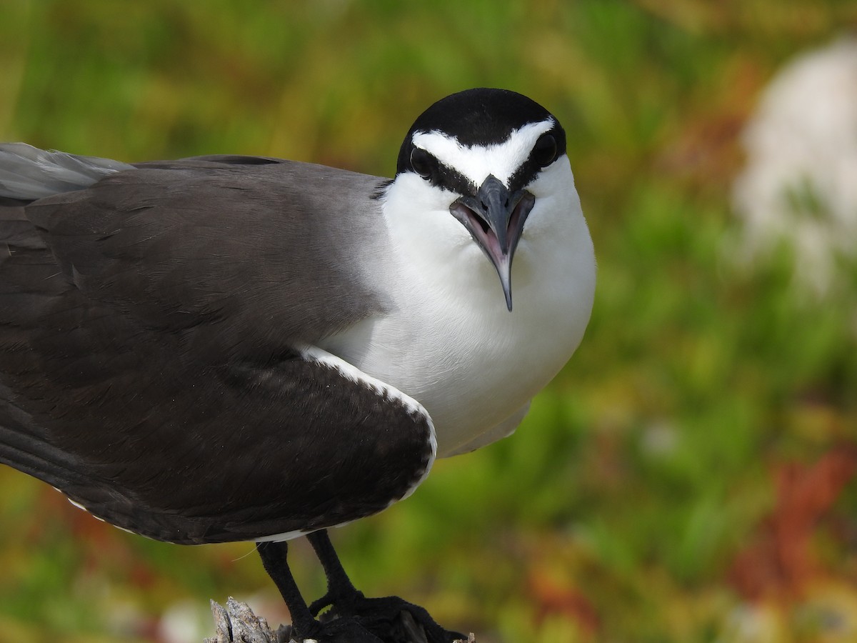 Bridled Tern - Martha Cartwright