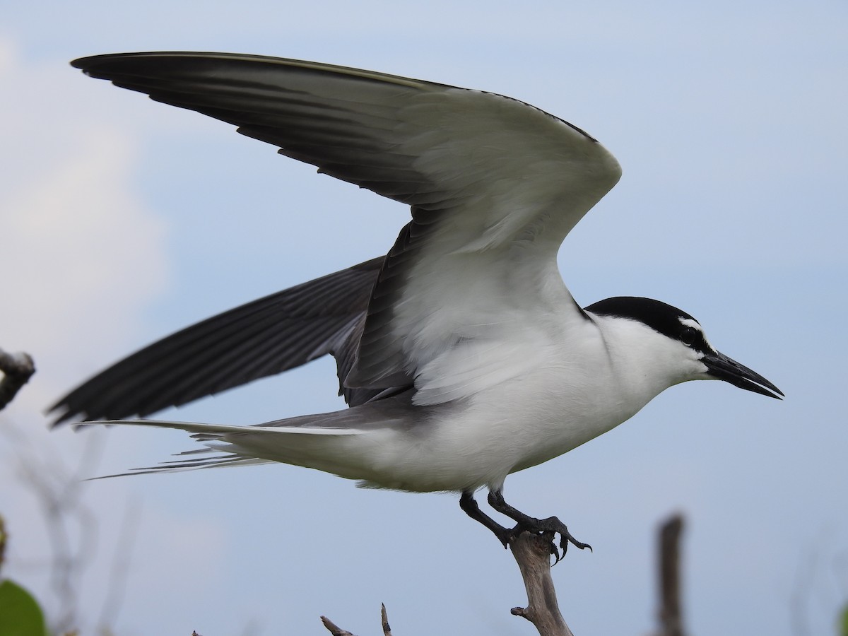 Bridled Tern - ML163692371