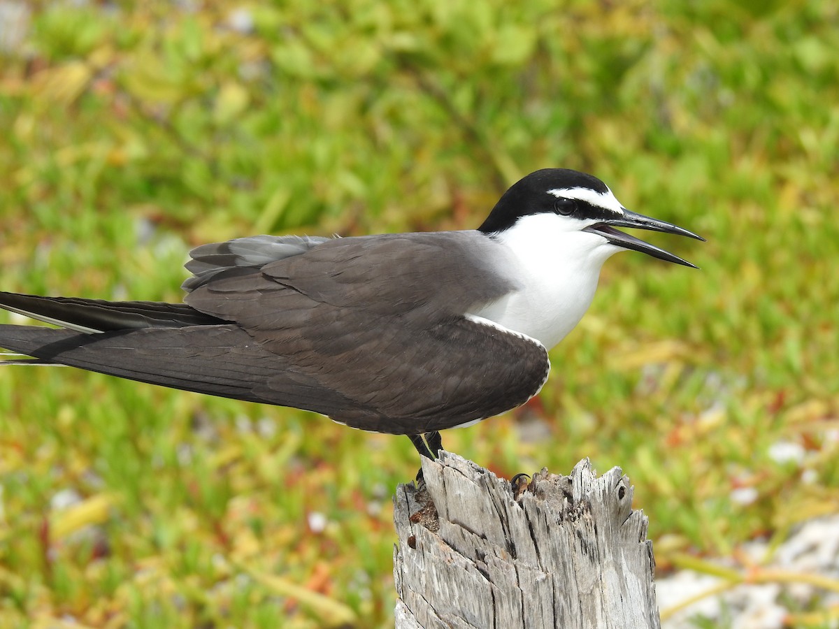 Bridled Tern - Martha Cartwright