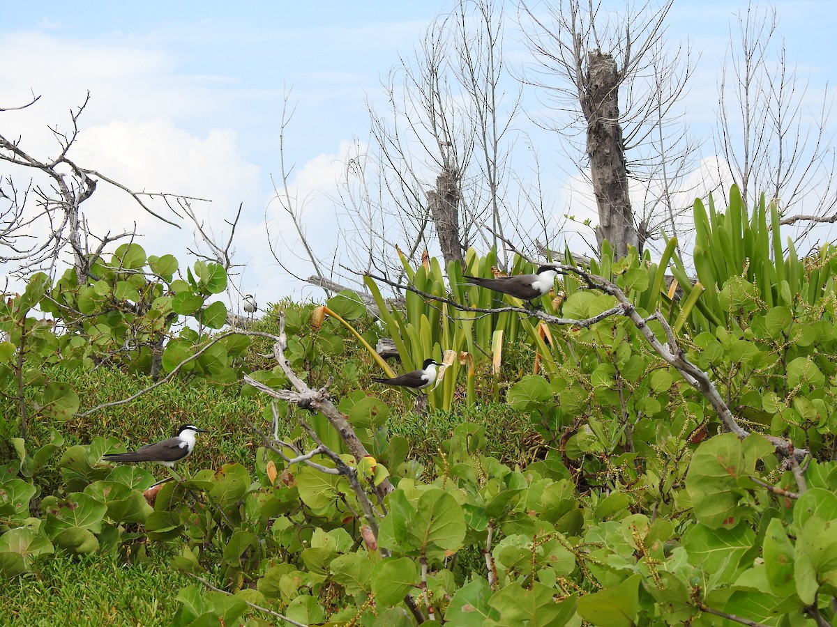 Bridled Tern - ML163692521