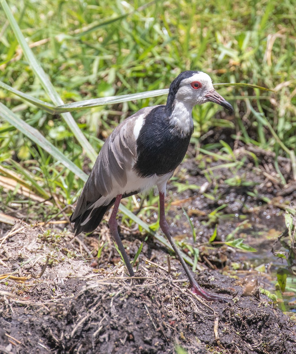 Long-toed Lapwing - David Hoar