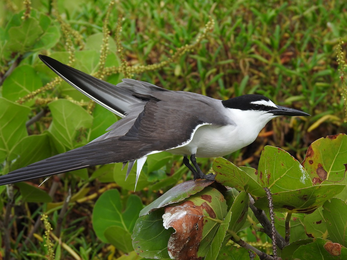 Bridled Tern - Martha Cartwright