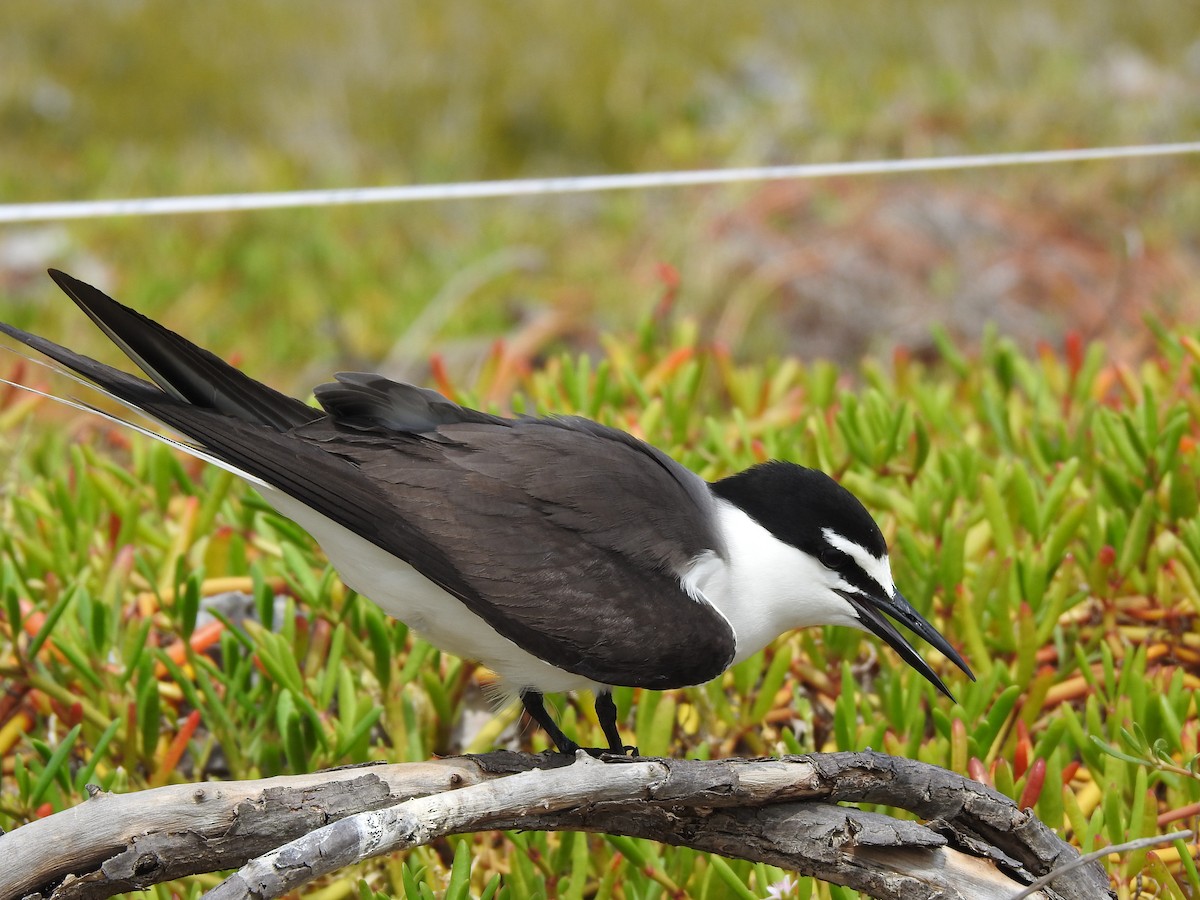 Bridled Tern - ML163692931