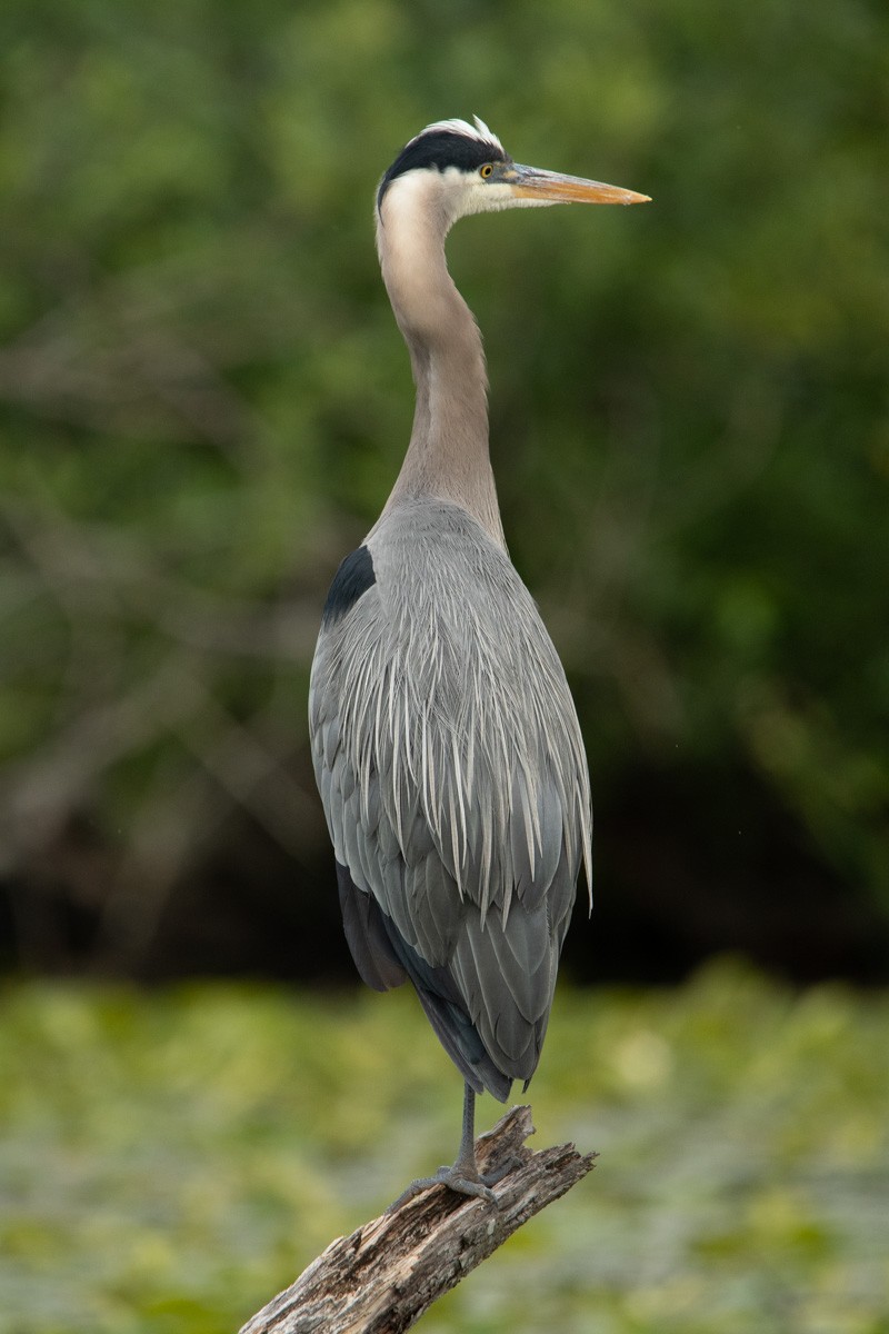 Great Blue Heron - Joyce Chase