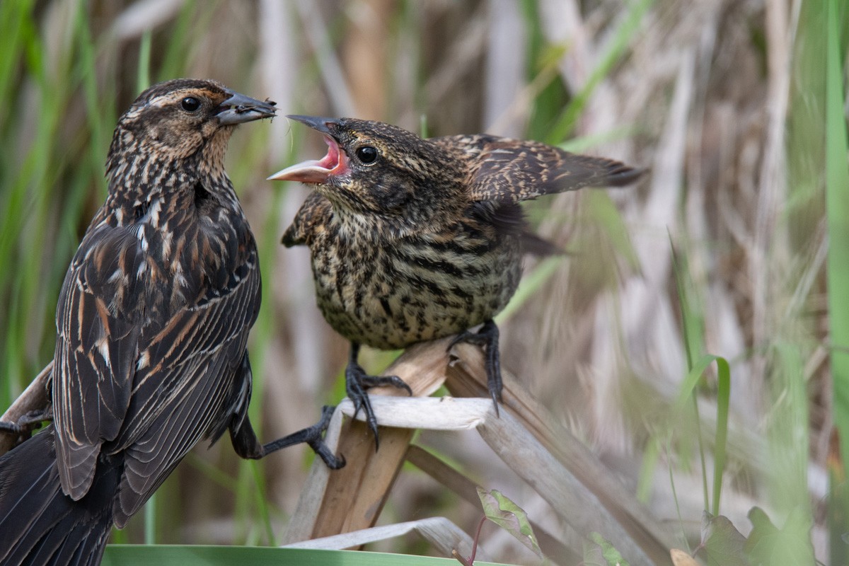 Red-winged Blackbird - Joyce Chase