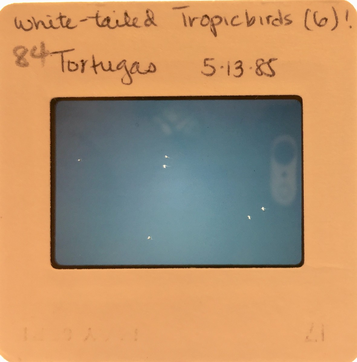 White-tailed Tropicbird - ML163700021