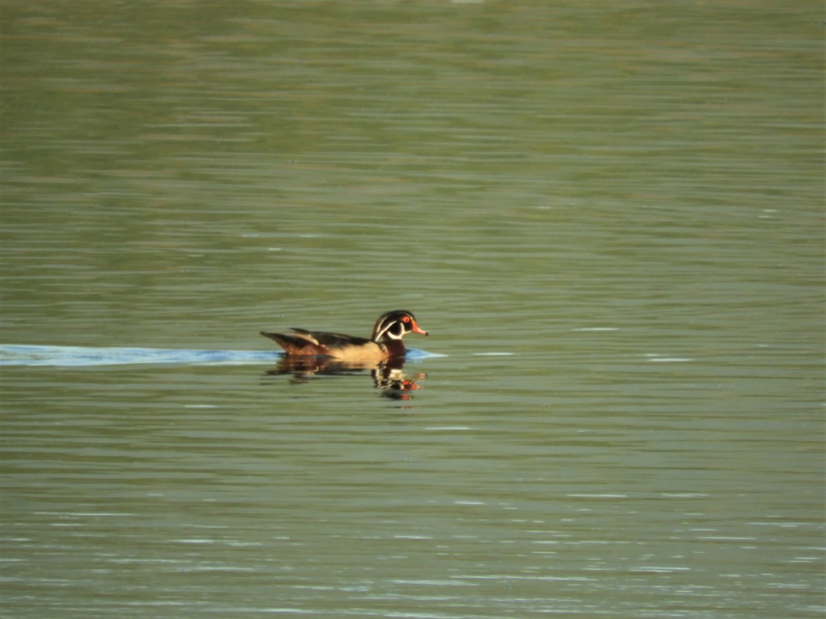 Wood Duck - ML163702381