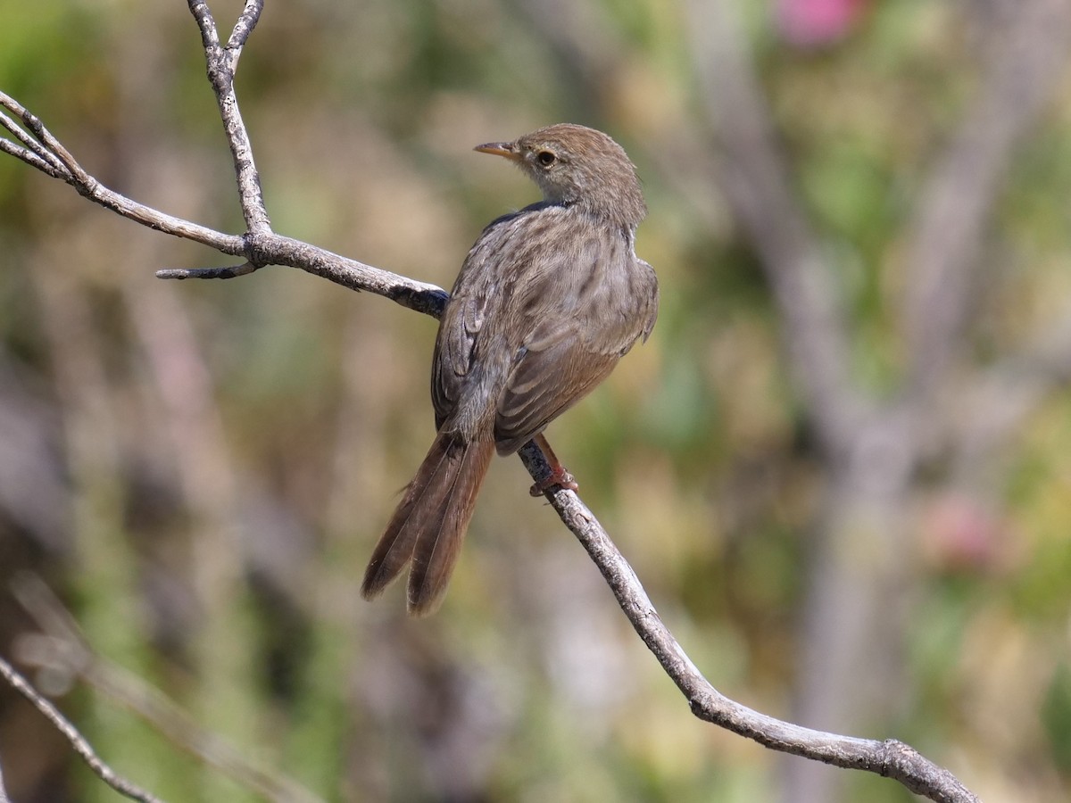 Red-headed Cisticola - Frank Coman