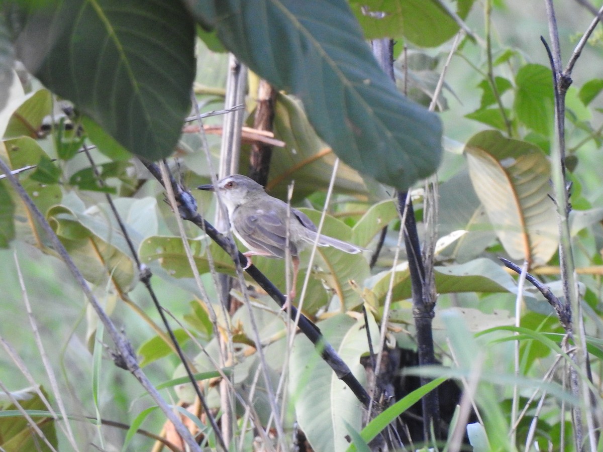 Brown Prinia - ML163703571