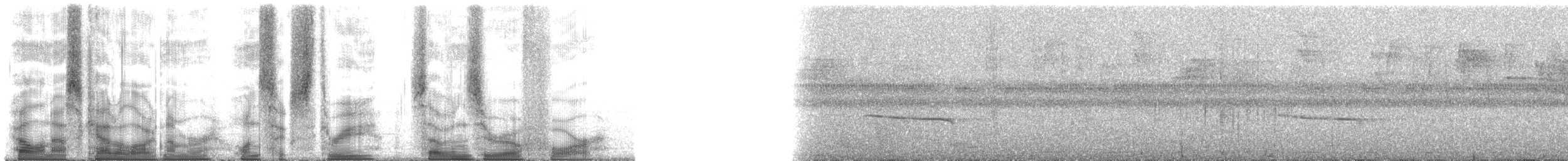 Bronze Parotia - ML163704