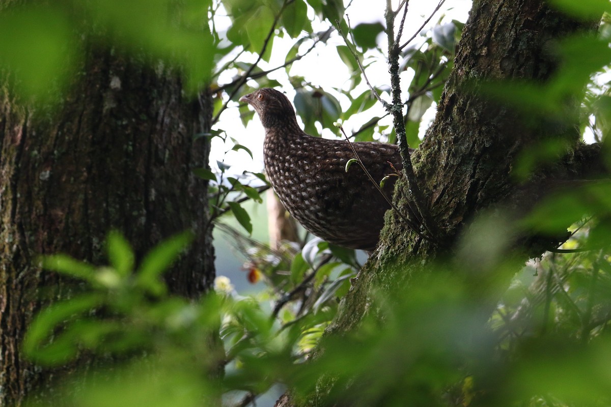 Cabot's Tragopan - ML163704271