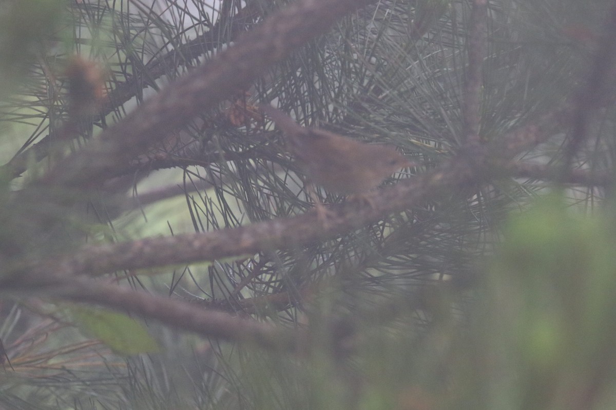 Brown Bush Warbler - Kuang-Ping Yu