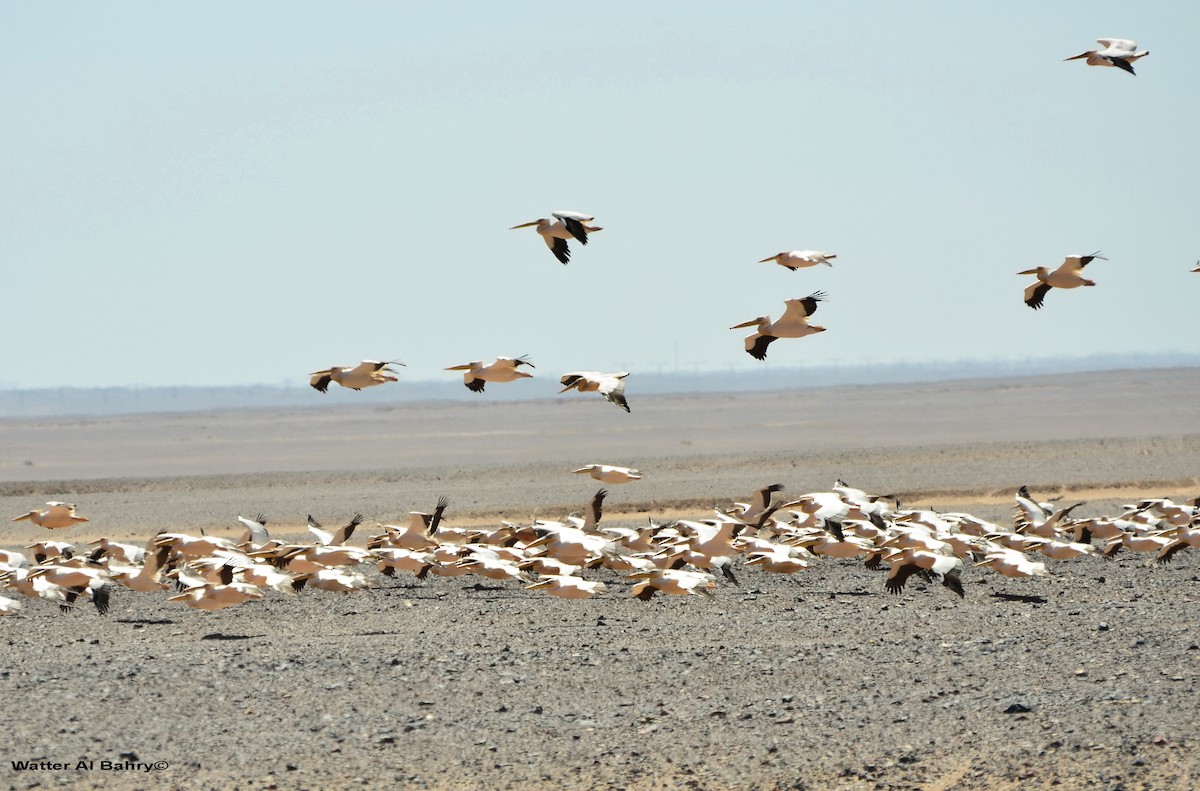 Great White Pelican - Watter AlBahry