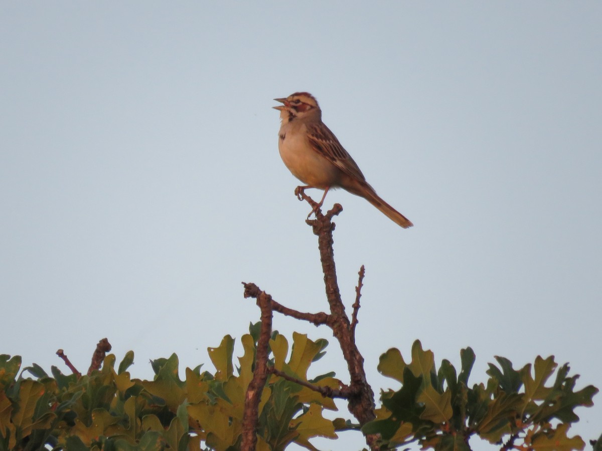 Bruant à joues marron - ML163705441