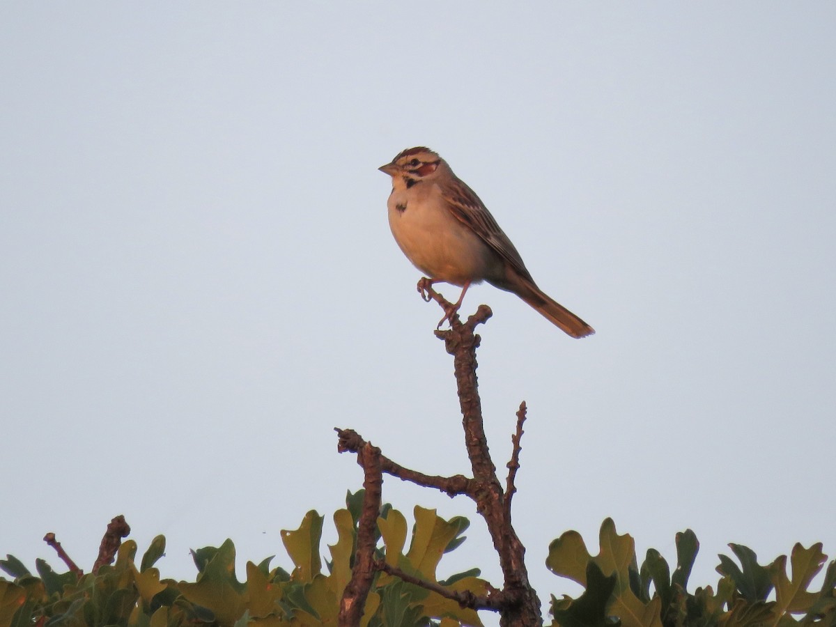 Lark Sparrow - ML163705471