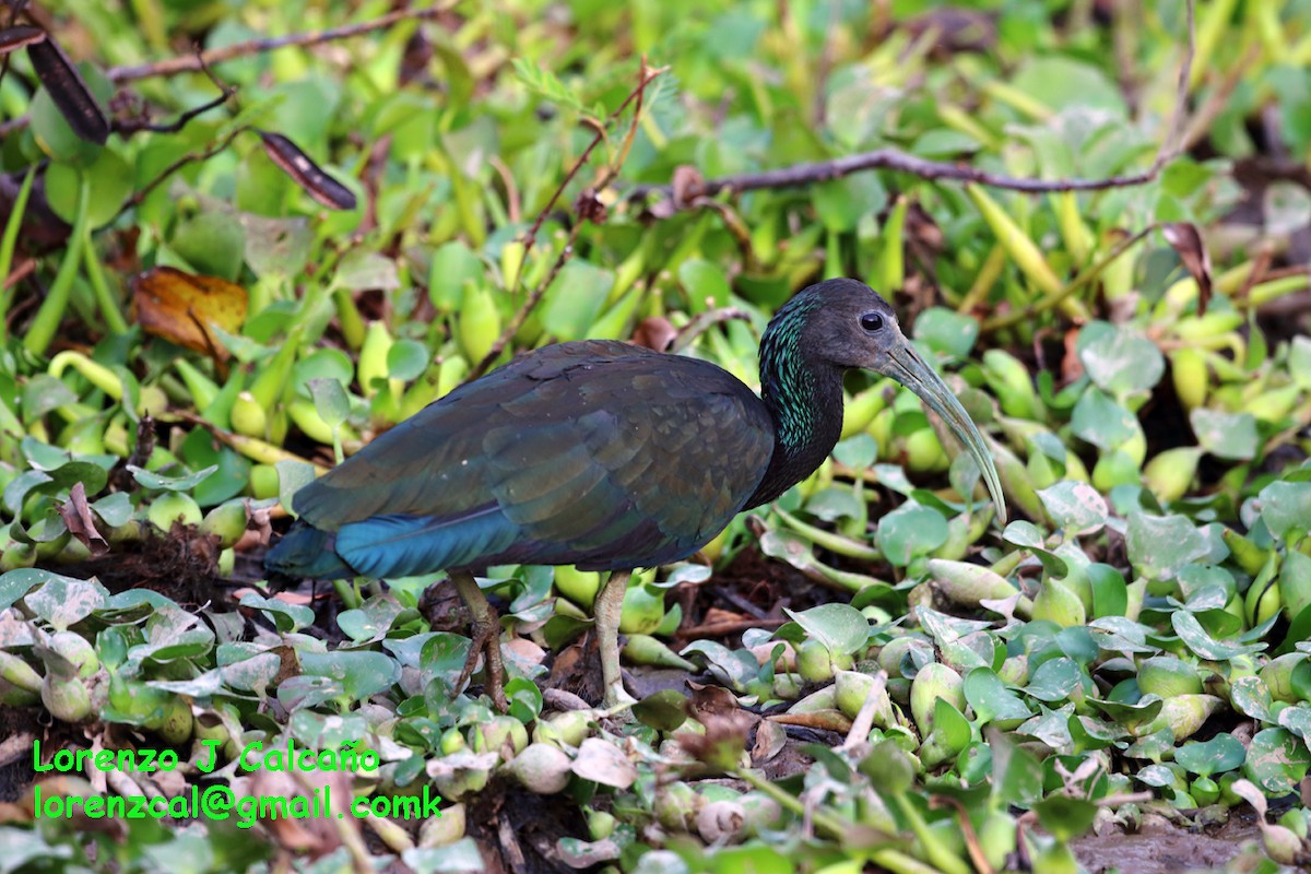 Green Ibis - ML163705911