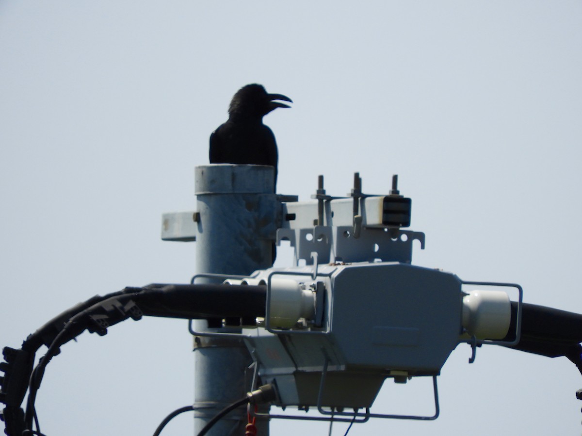 Large-billed Crow - ML163706141
