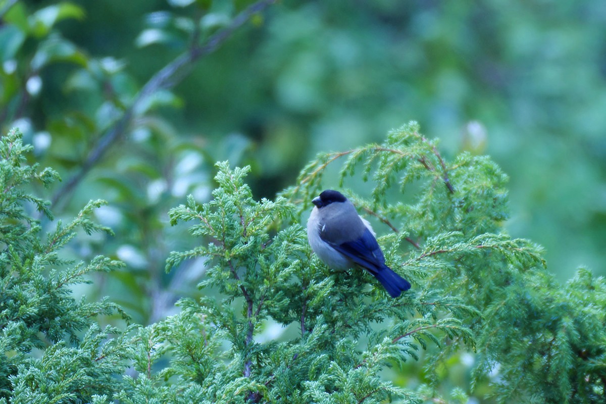 Azores Bullfinch - ML163709131