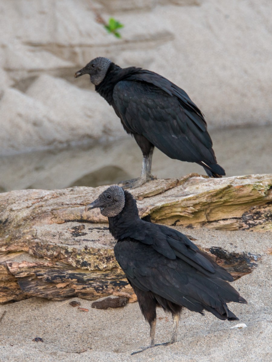 Black Vulture - William Stephens