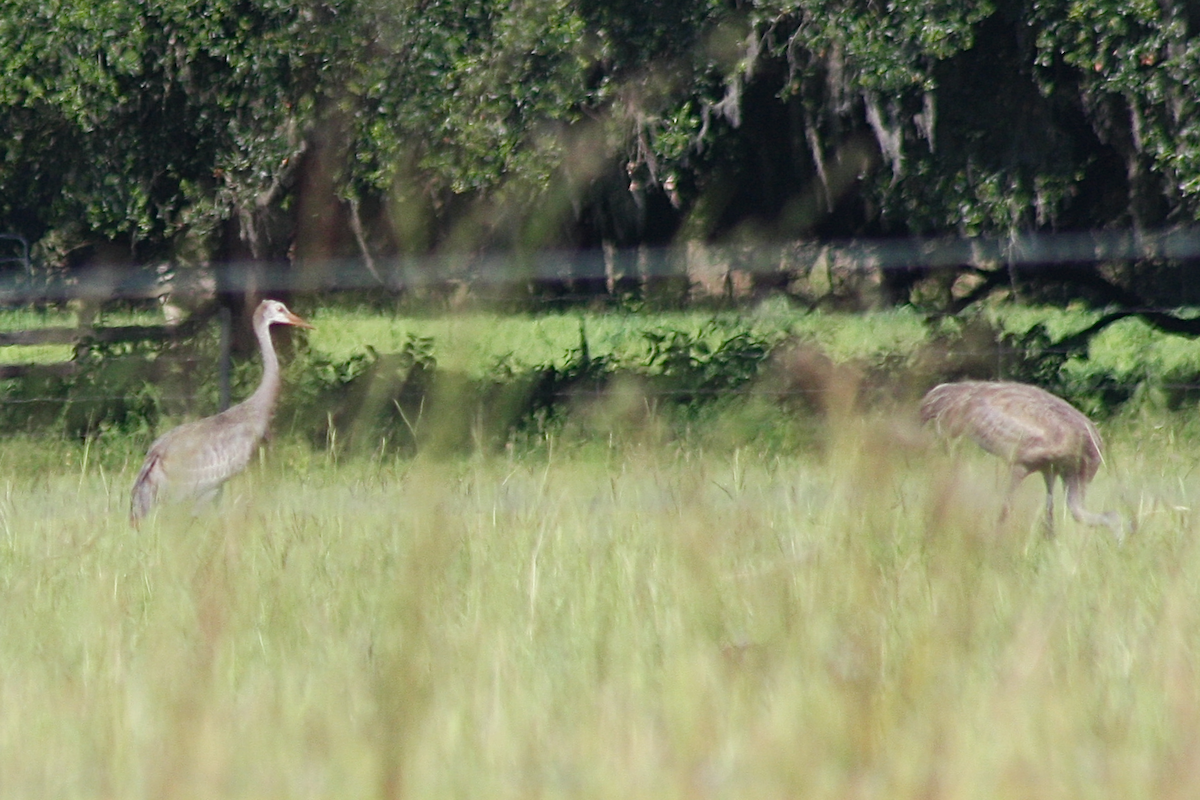 Sandhill Crane - ML163712111