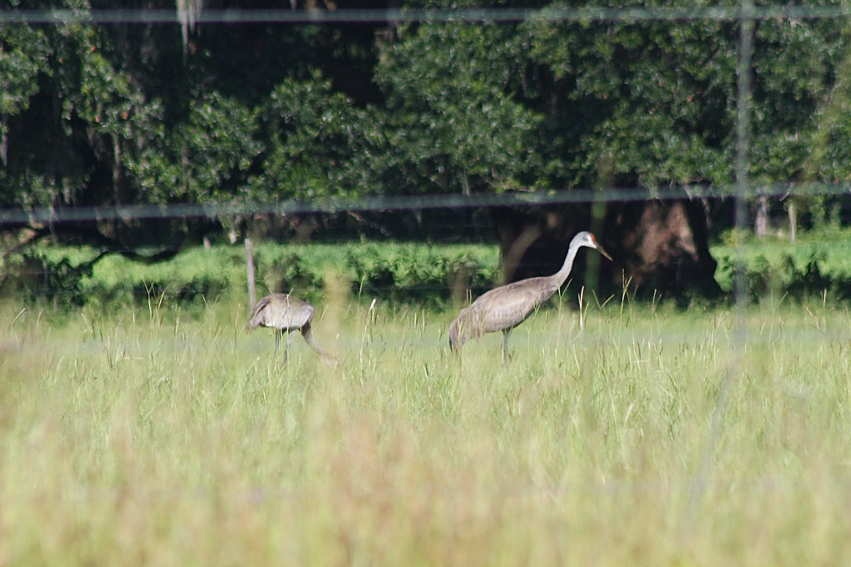 Sandhill Crane - ML163712121