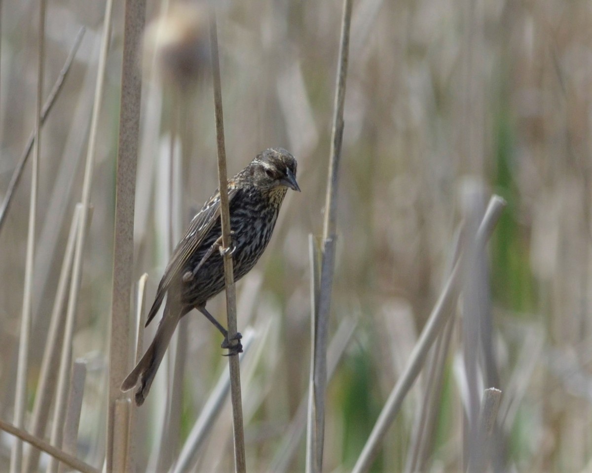 Red-winged Blackbird - ML163713161