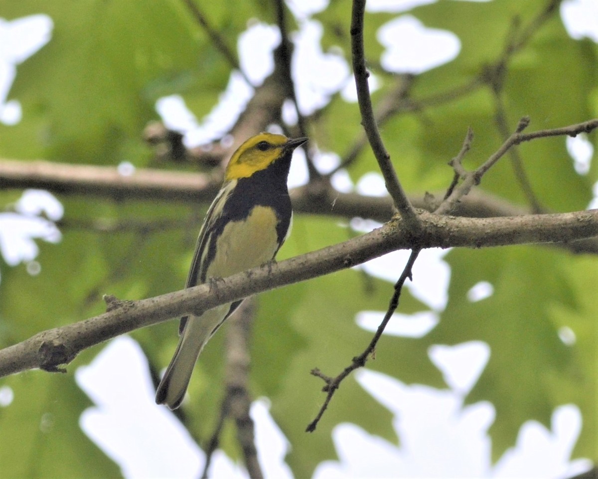 Black-throated Green Warbler - ML163713321