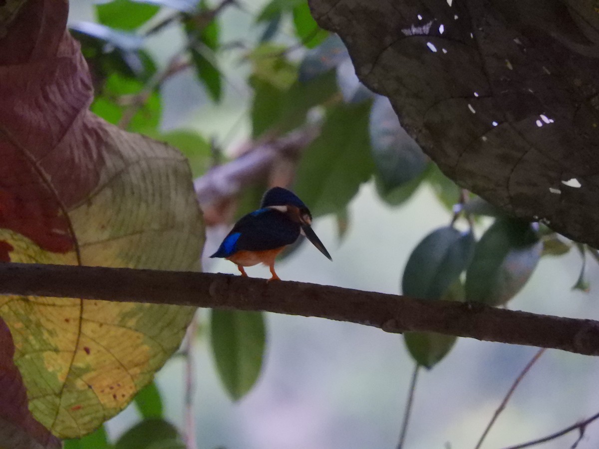 Blue-eared Kingfisher - ML163713721