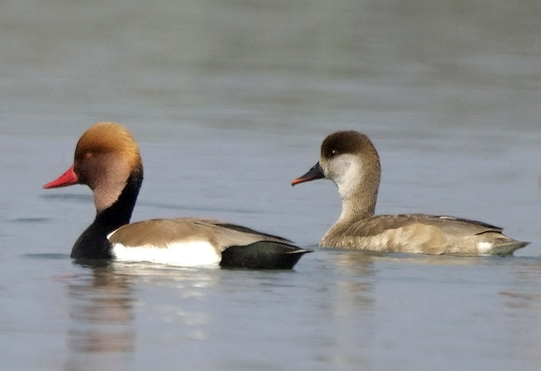 Red-crested Pochard - ML163714661