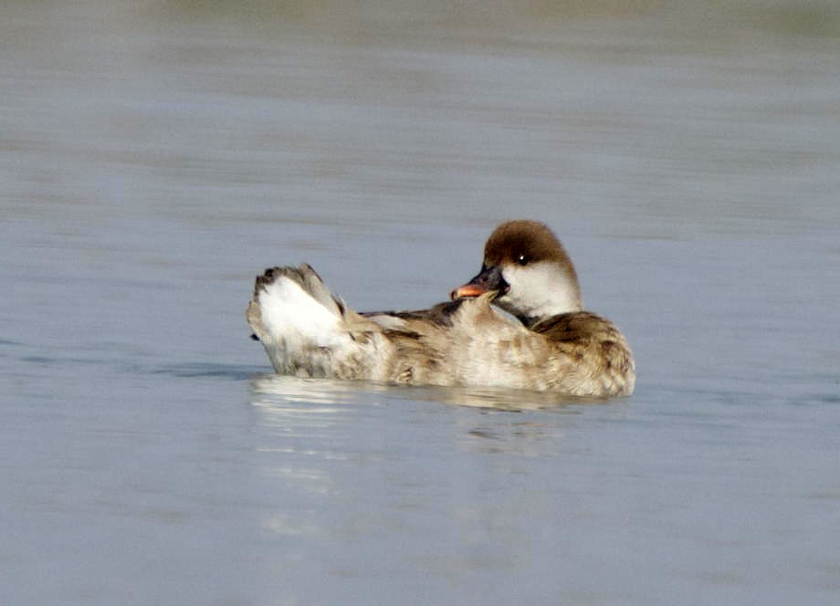 Red-crested Pochard - ML163714701