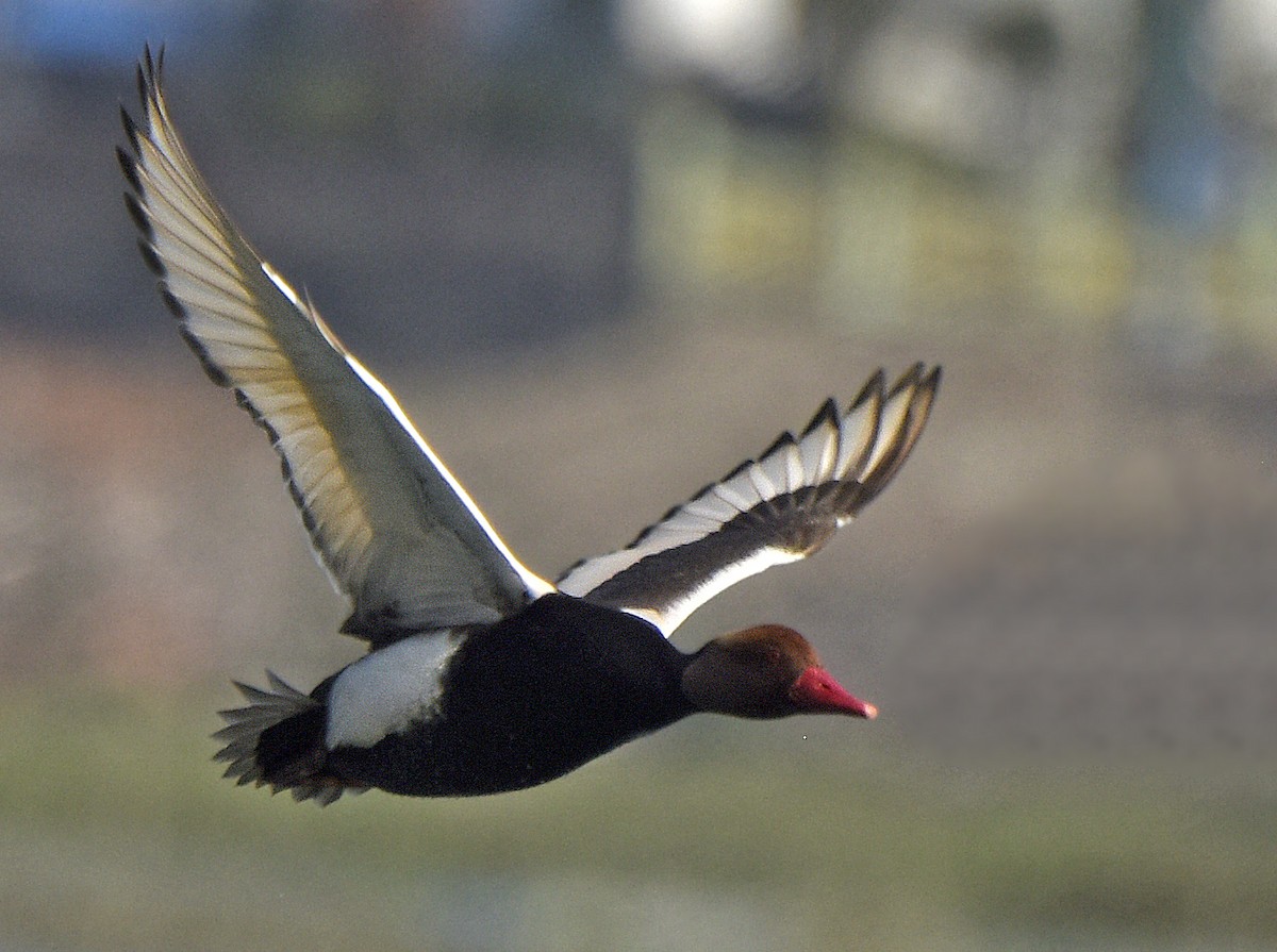 Red-crested Pochard - ML163714741