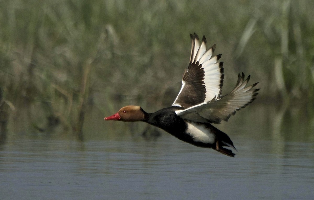 Red-crested Pochard - ML163714761