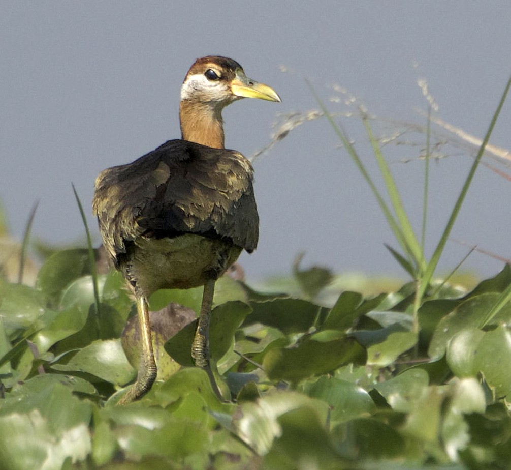 Bronze-winged Jacana - ML163714941