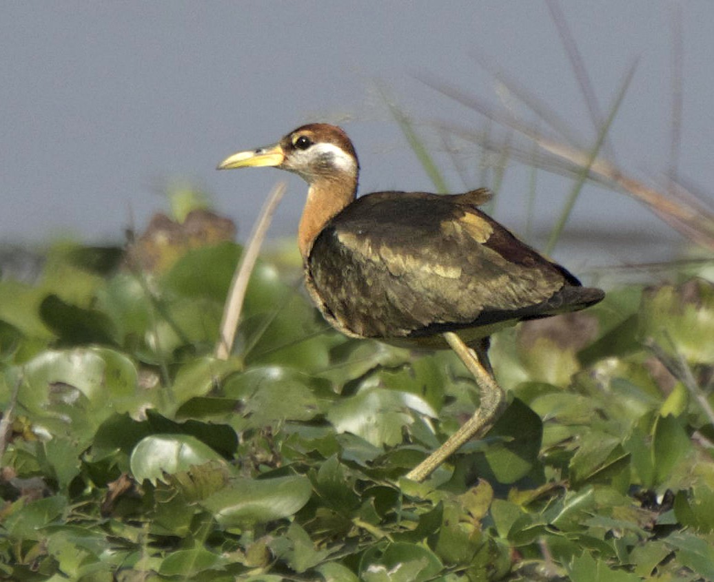 Bronze-winged Jacana - ML163714951