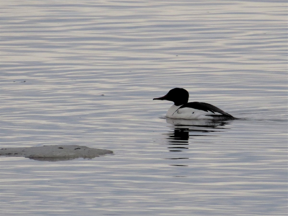 Common Merganser - ML163717451