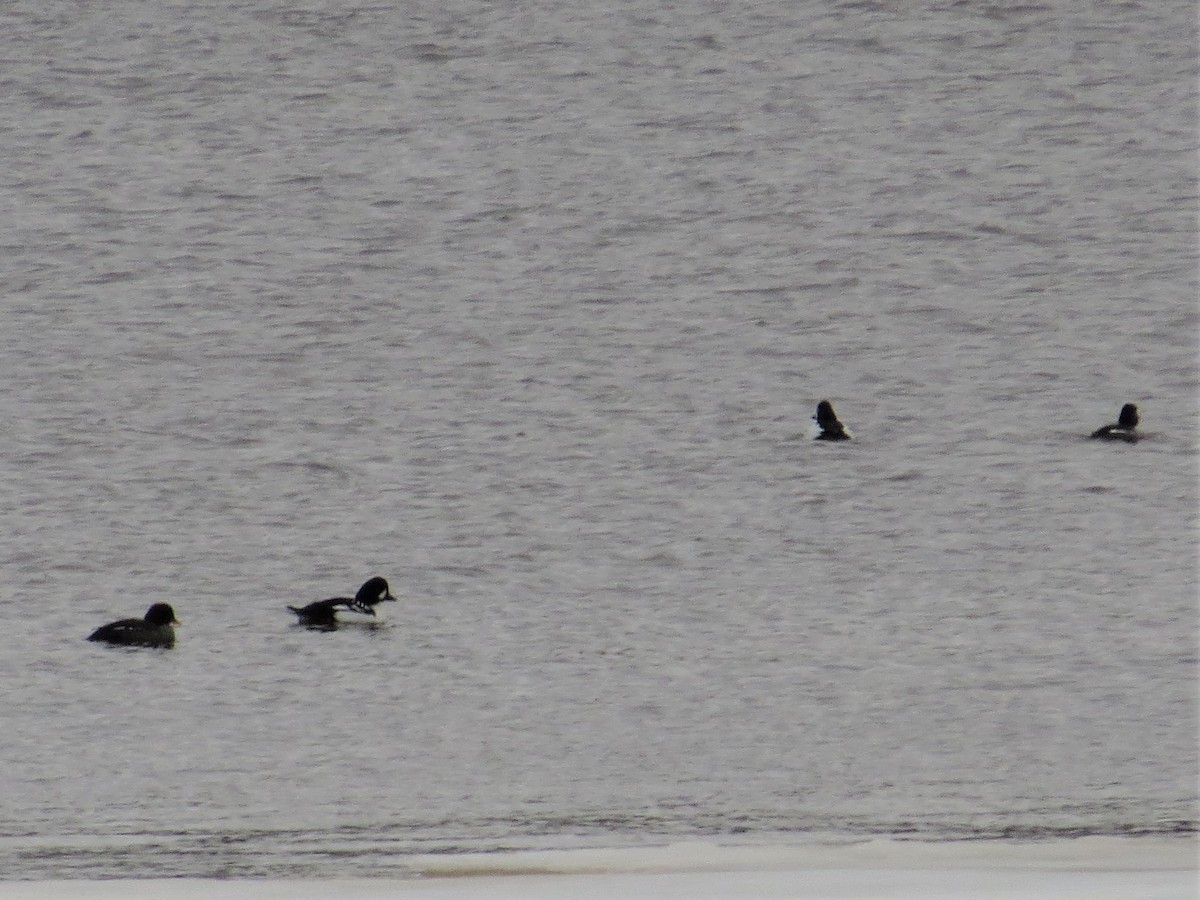 Barrow's Goldeneye - ML163717471