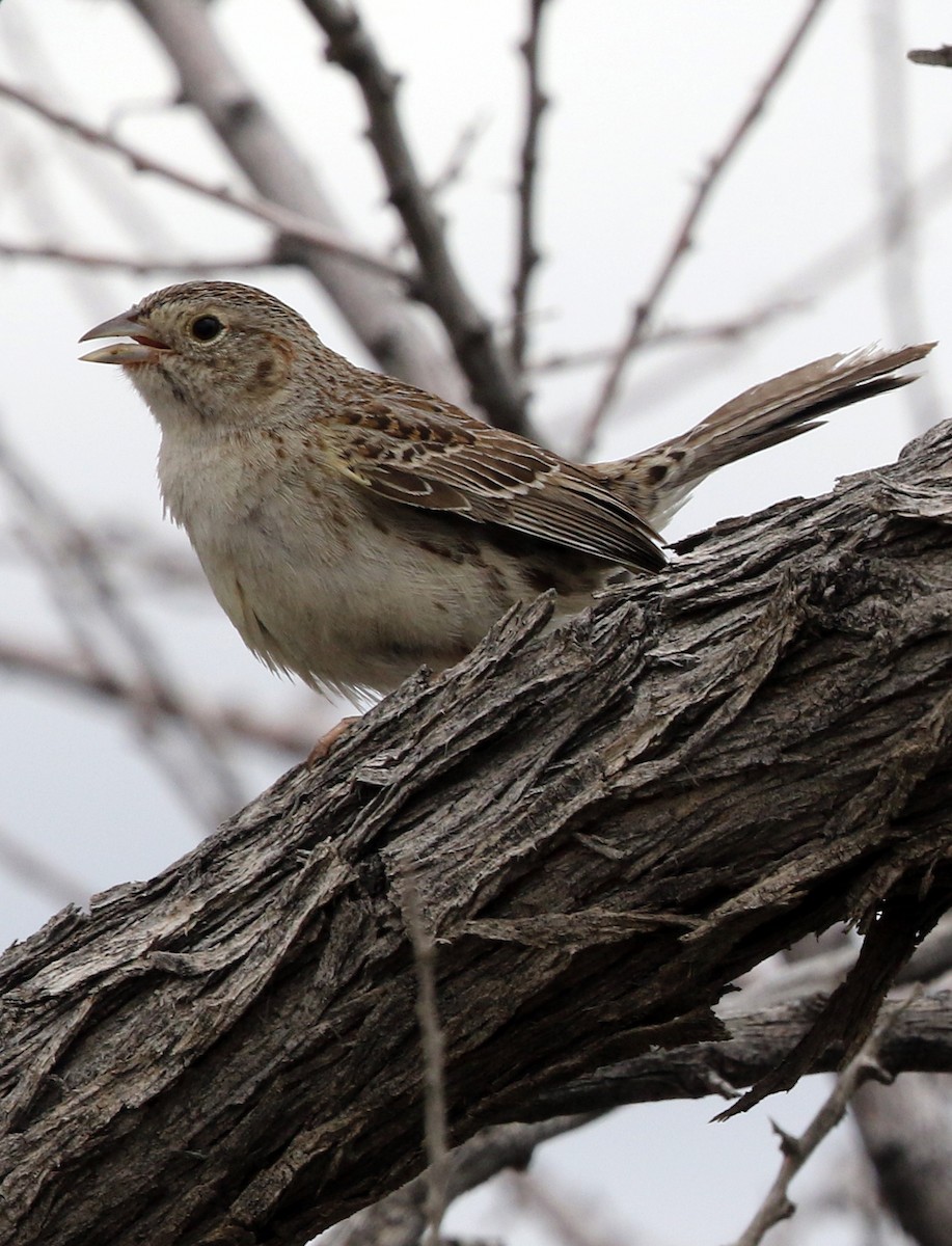 Cassin's Sparrow - Kris Dunlap