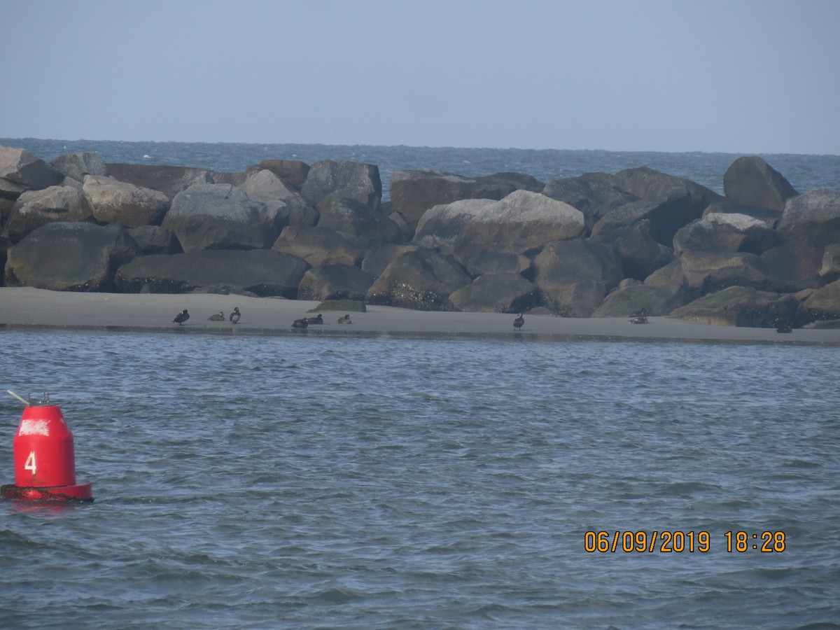 eBird Checklist - 9 Jun 2019 - Huntington Beach SP--North Beach/Jetty ...