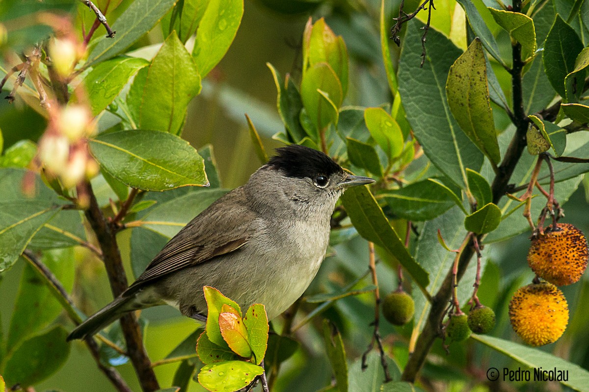 Eurasian Blackcap - Pedro Nicolau