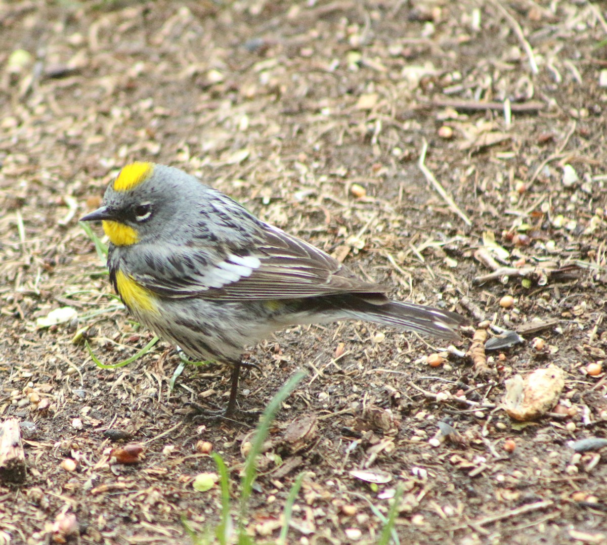 Yellow-rumped Warbler - Anonymous