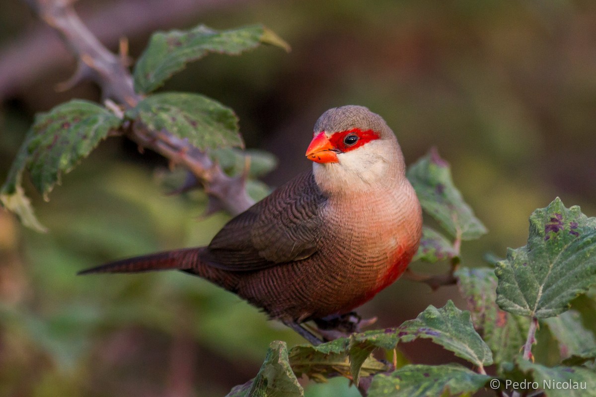 Common Waxbill - Pedro Nicolau