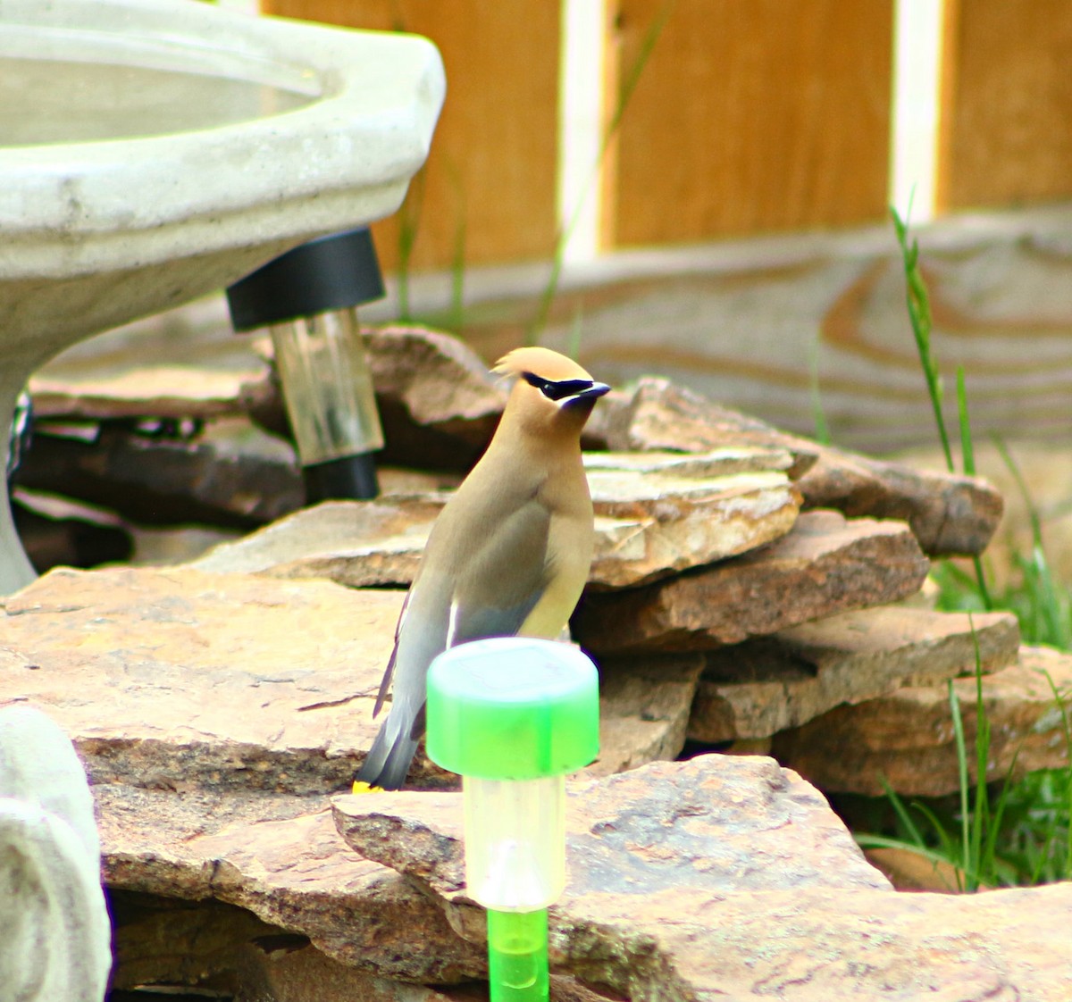 Cedar Waxwing - ML163723201