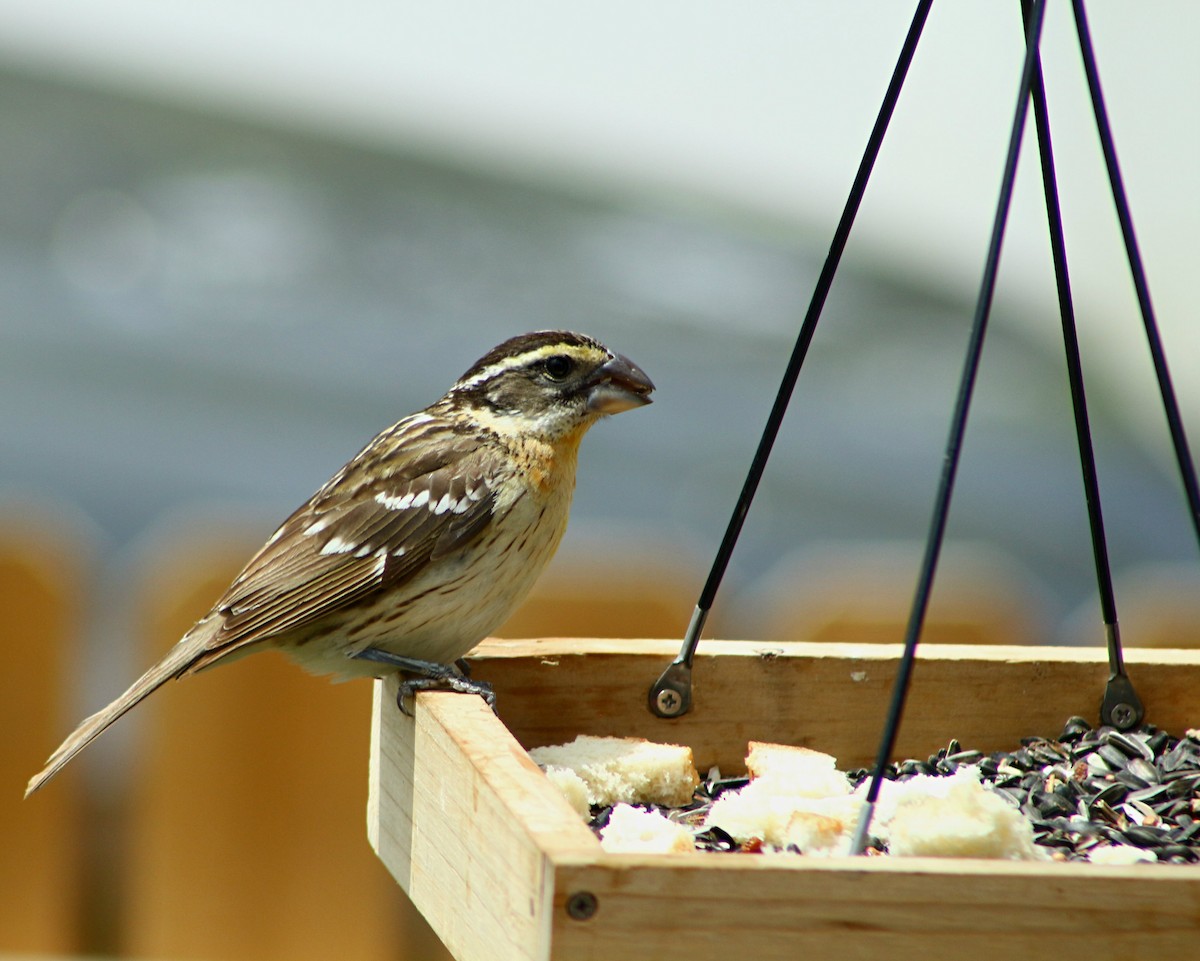 Black-headed Grosbeak - Anonymous