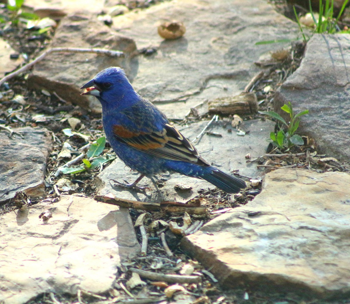 Blue Grosbeak - Anonymous