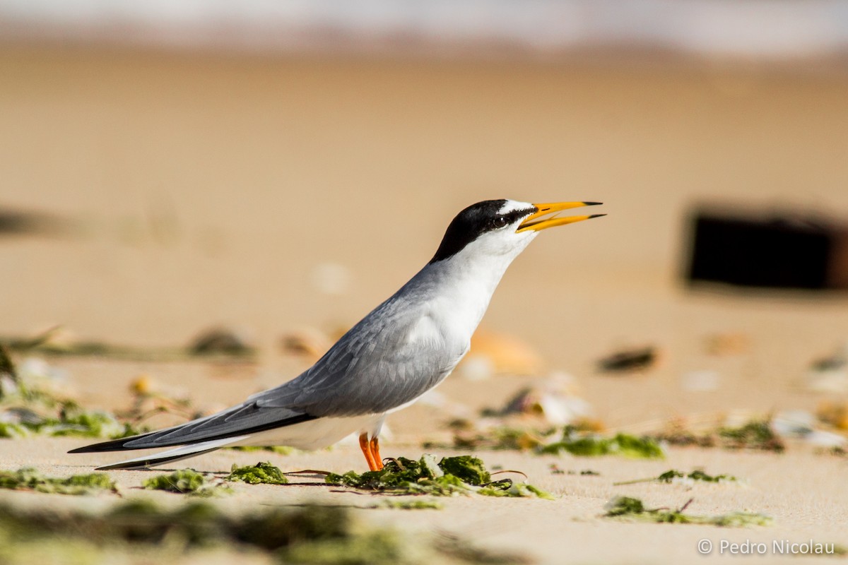 Little Tern - ML163724251