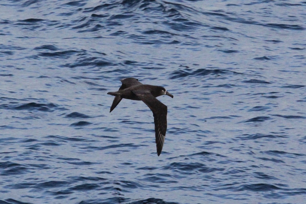 Albatros à pieds noirs - ML163724411