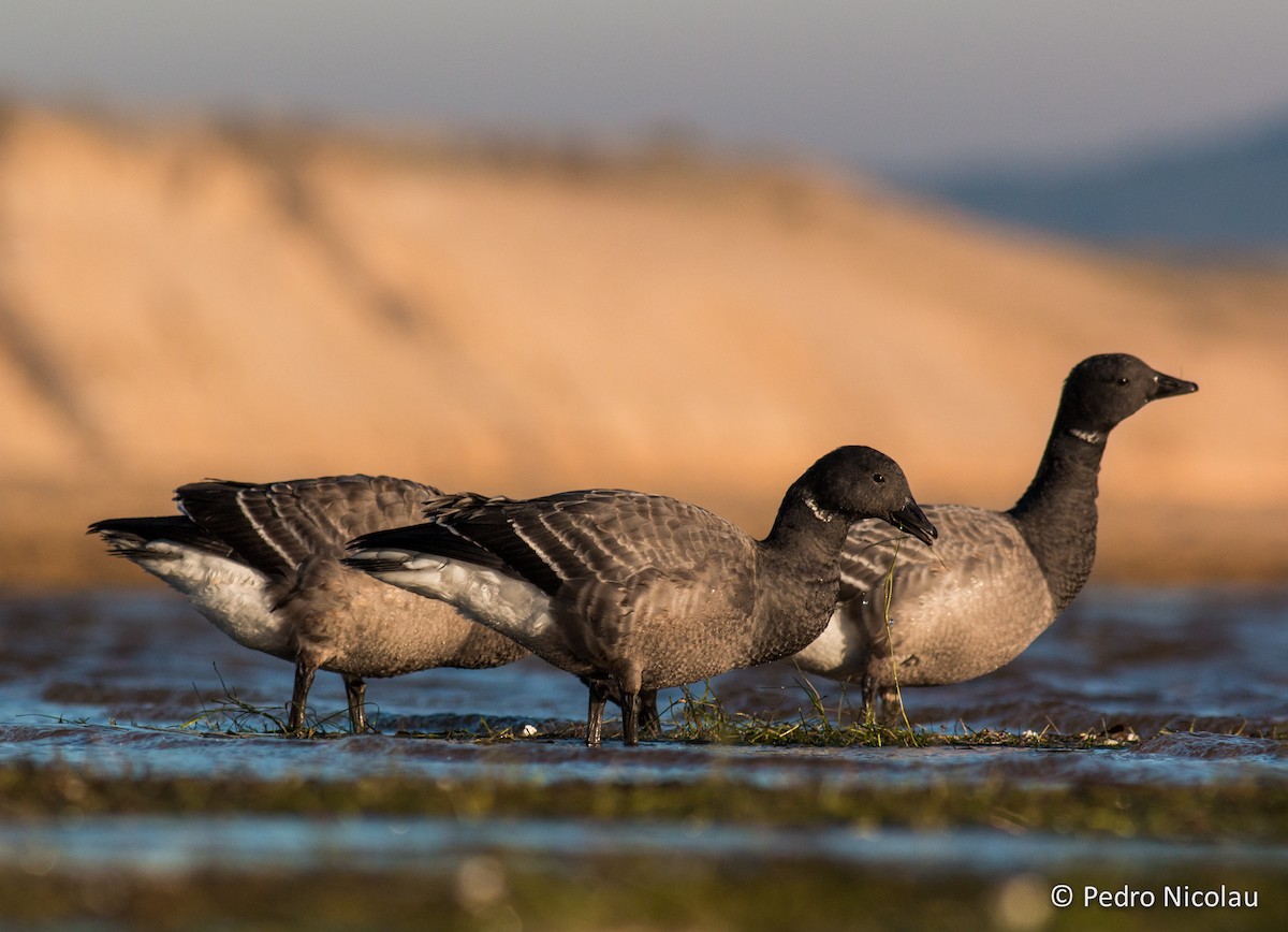 Brant (Dark-bellied) - Pedro Nicolau
