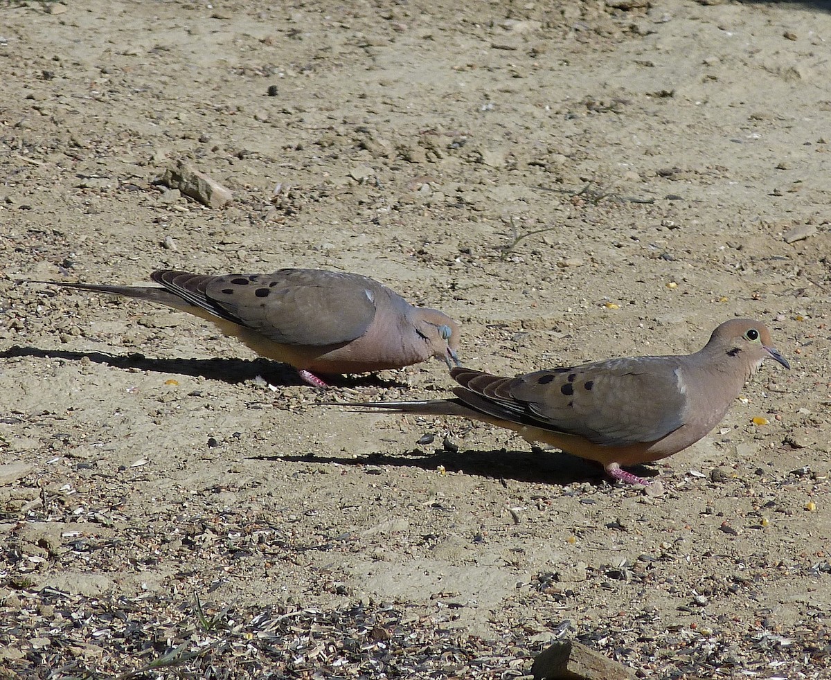 Mourning Dove - ML163726731